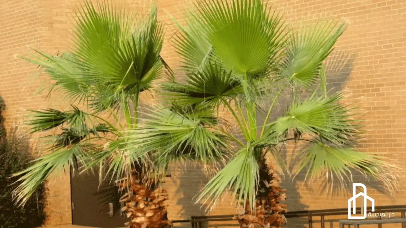 نخيل الزينة القزمية