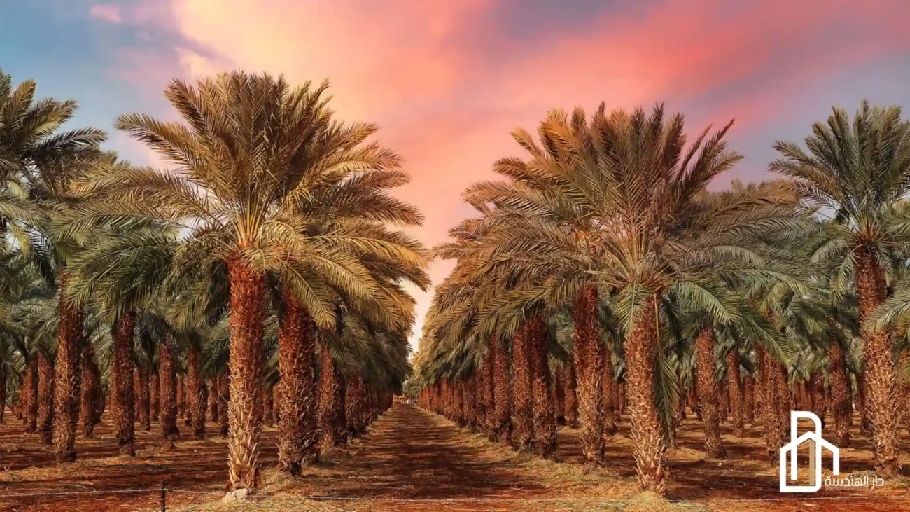 نخيل نخلة التمر