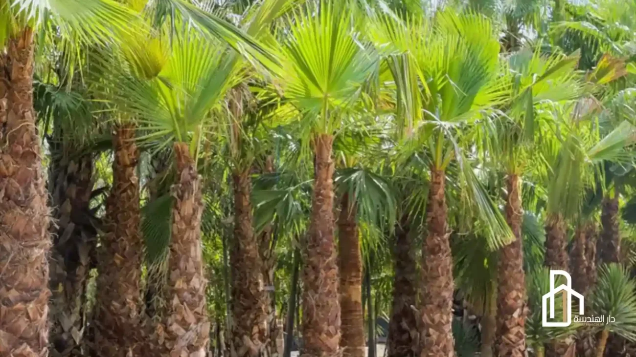 نخيل واشنطنيا